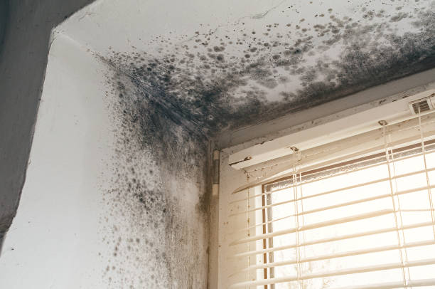 Affordable Mold Remediation solutions in Gates, NC